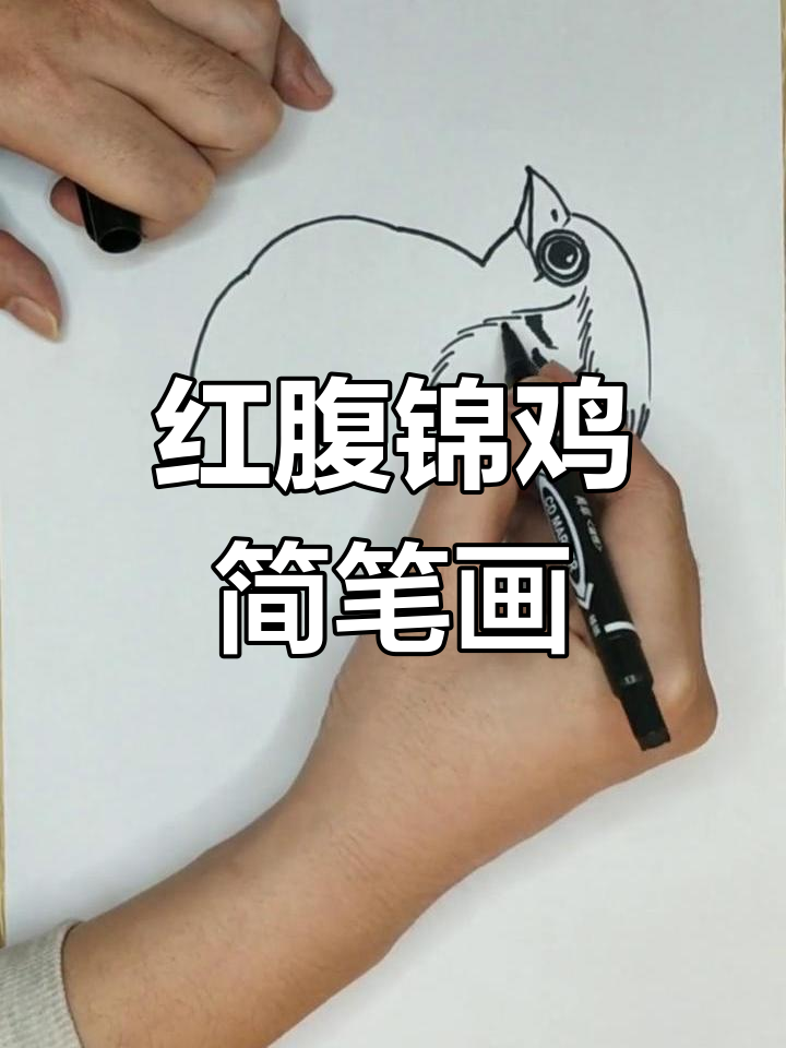 画红腹锦鸡,简单步骤教你轻松掌握