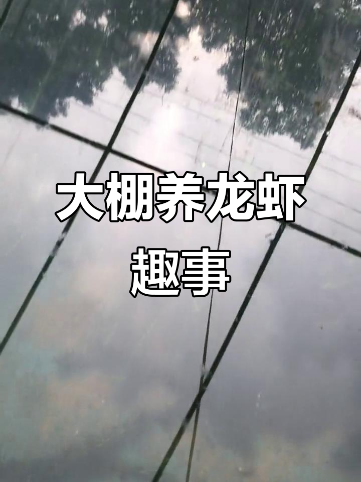 温室大棚龙虾养殖揭秘:白天躲藏,夜晚觅食