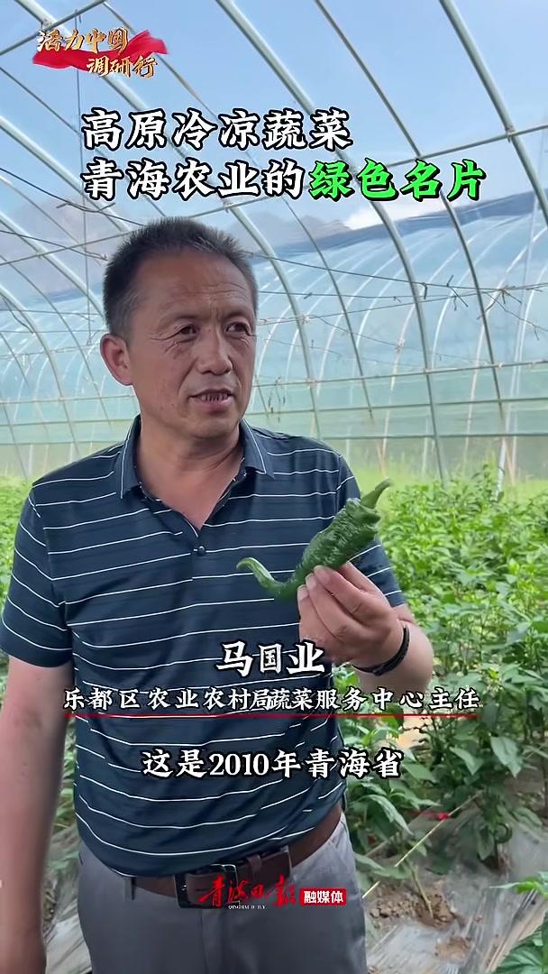 活力中国调研行｜高原冷凉蔬菜青海农业的绿色名片