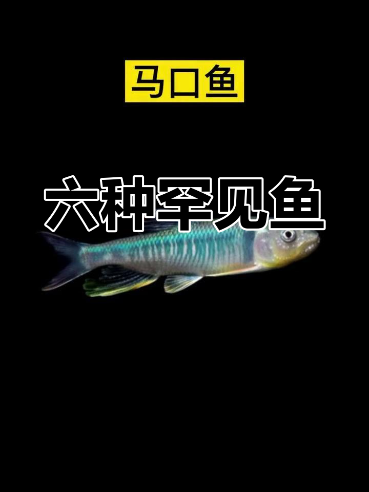 稀有鱼类大揭秘:六种珍稀鱼种