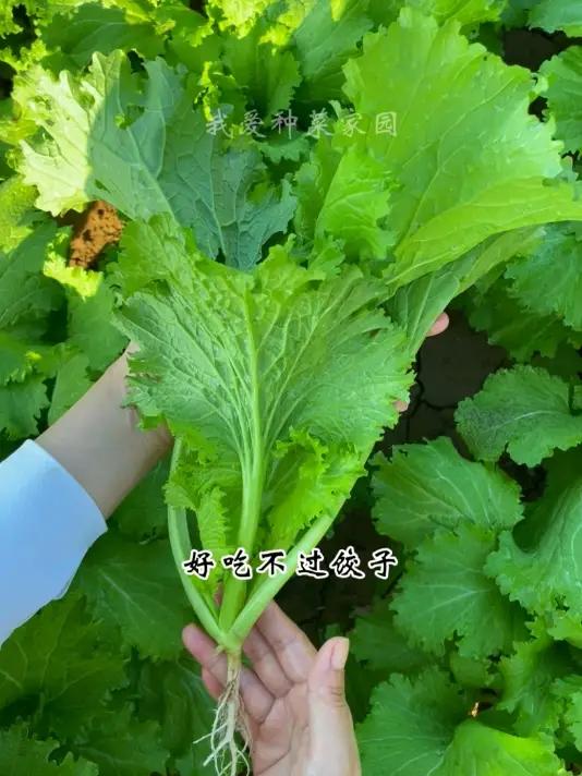 种点香叶饺子菜,包饺子太好吃了 田园生活 我的小菜园 饺子菜