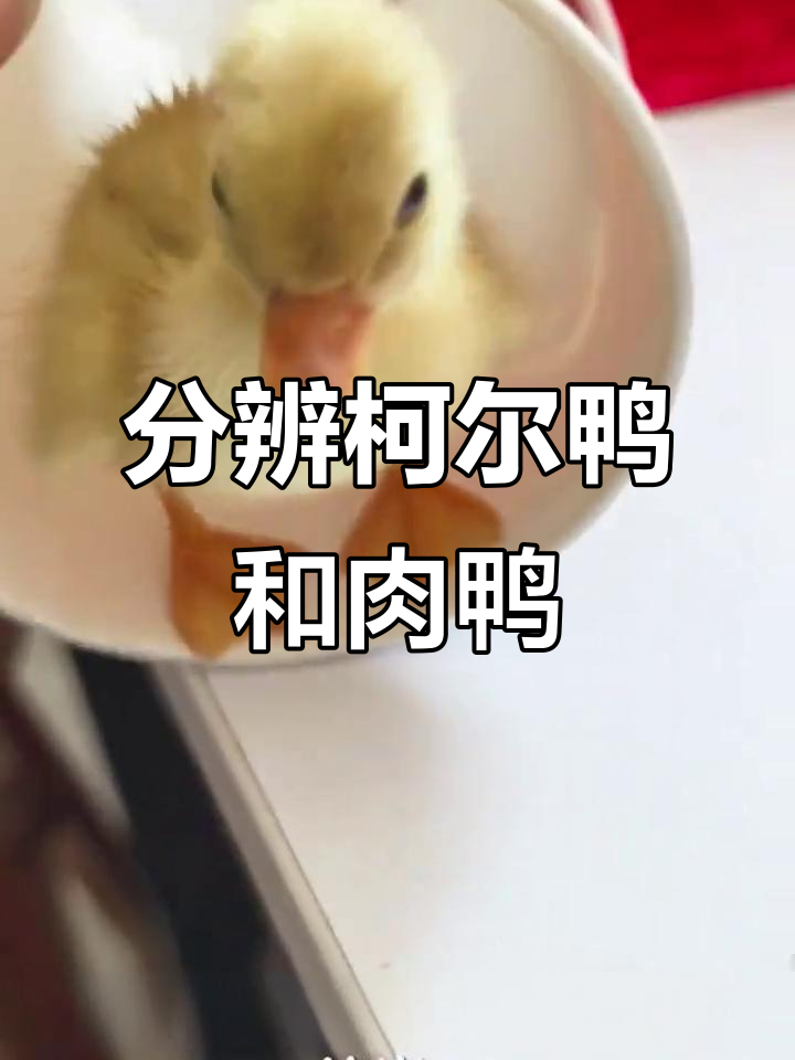 如何区分柯尔鸭与肉鸭幼崽？这些特征帮你轻松辨别
