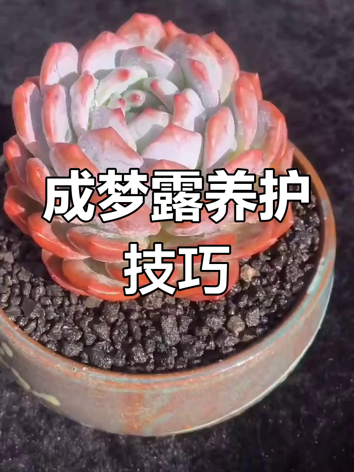 成梦露养护三招,轻松打造饱满艳丽的多肉植物