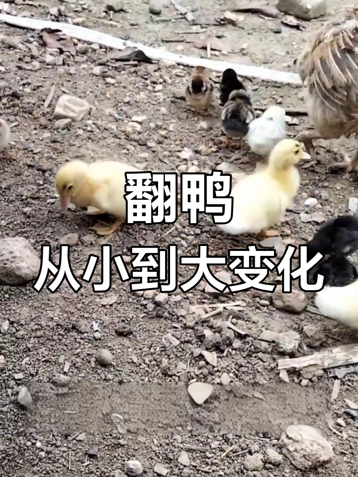 小番鸭成长记:从萌态到飞翔,洗澡后更可爱