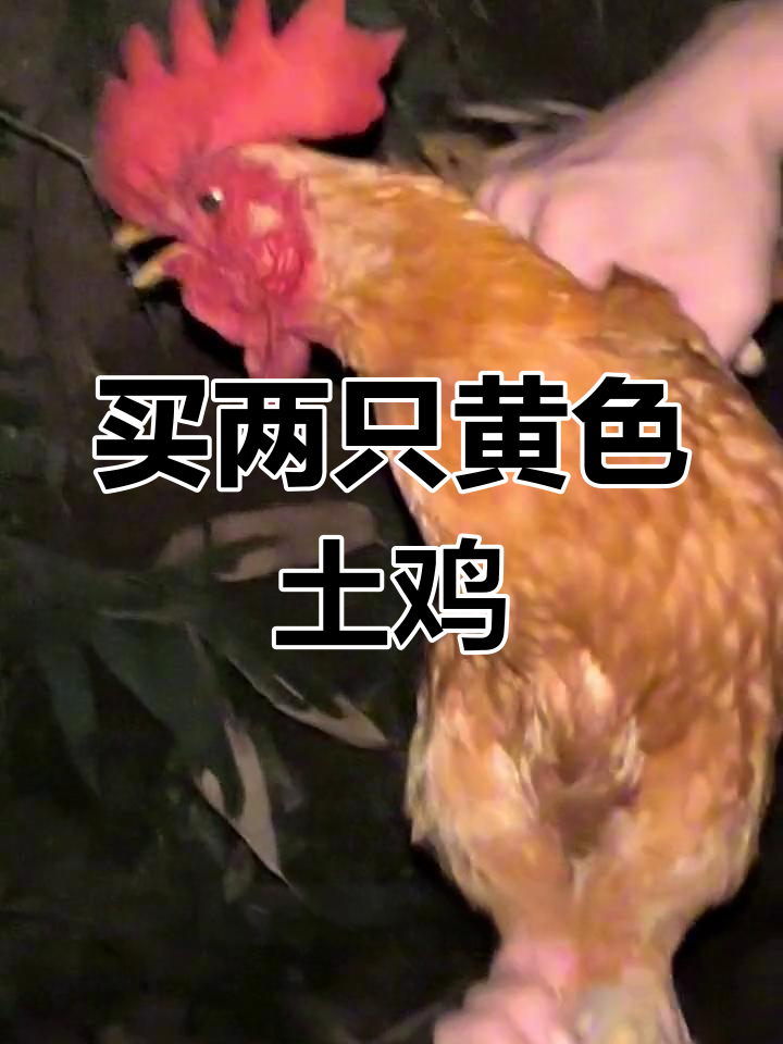 乡里偶遇纯黄湘鸡,半个月的快乐时光