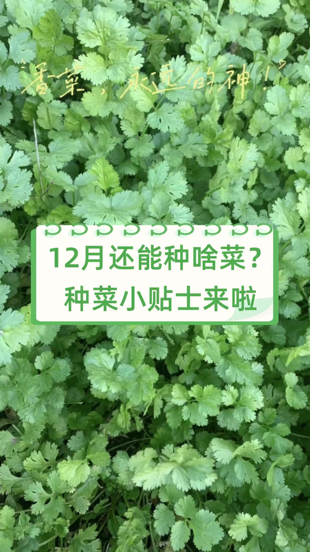12月还能种啥菜?种菜小贴士来啦