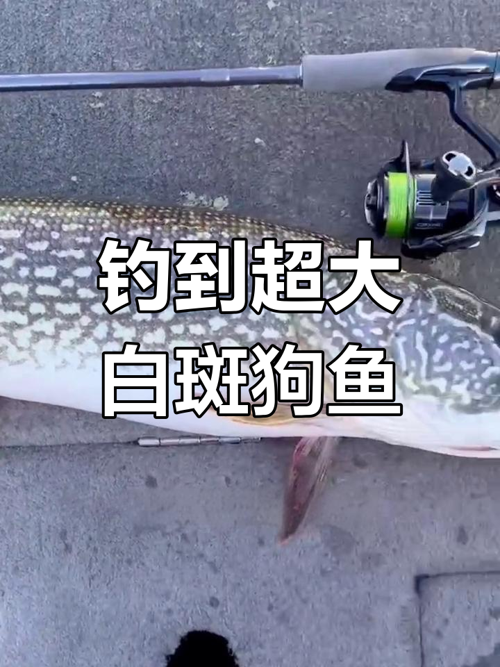 白斑狗鱼嘴里的秘密