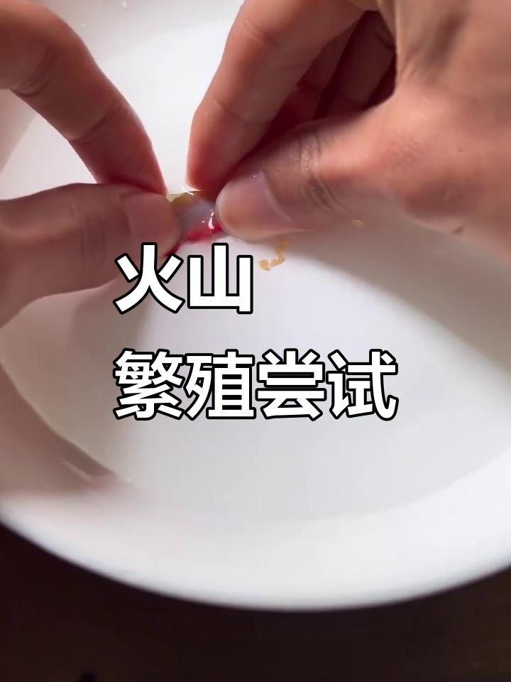 火山鳑鲏人工杂交实验，能否成功？
