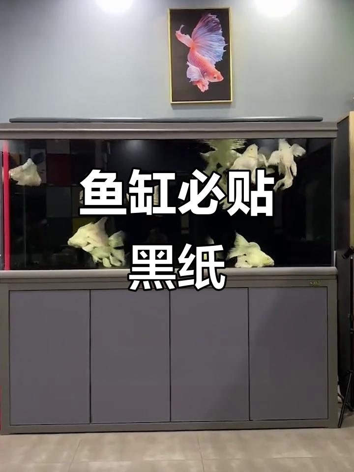 鱼缸靠墙?贴上黑色背景纸,鱼儿更健康、活跃!