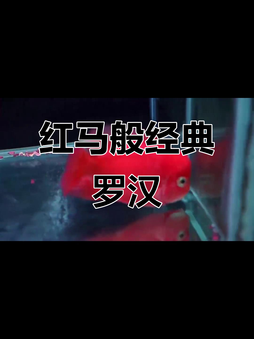 谁醒五四零？红马般的古典罗汉鱼，魅力十足