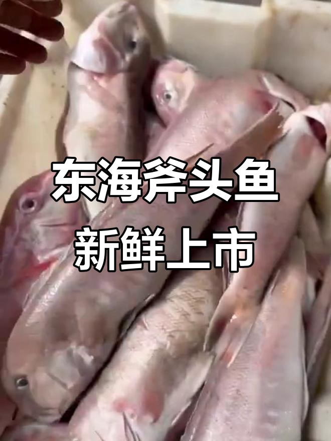 象山石浦东海海鲜斧头鱼,鲜美无比的野生美味