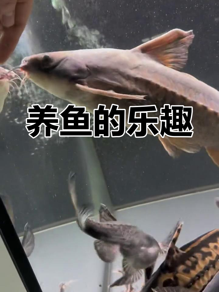 铁甲武士鱼:趣味养鱼新体验