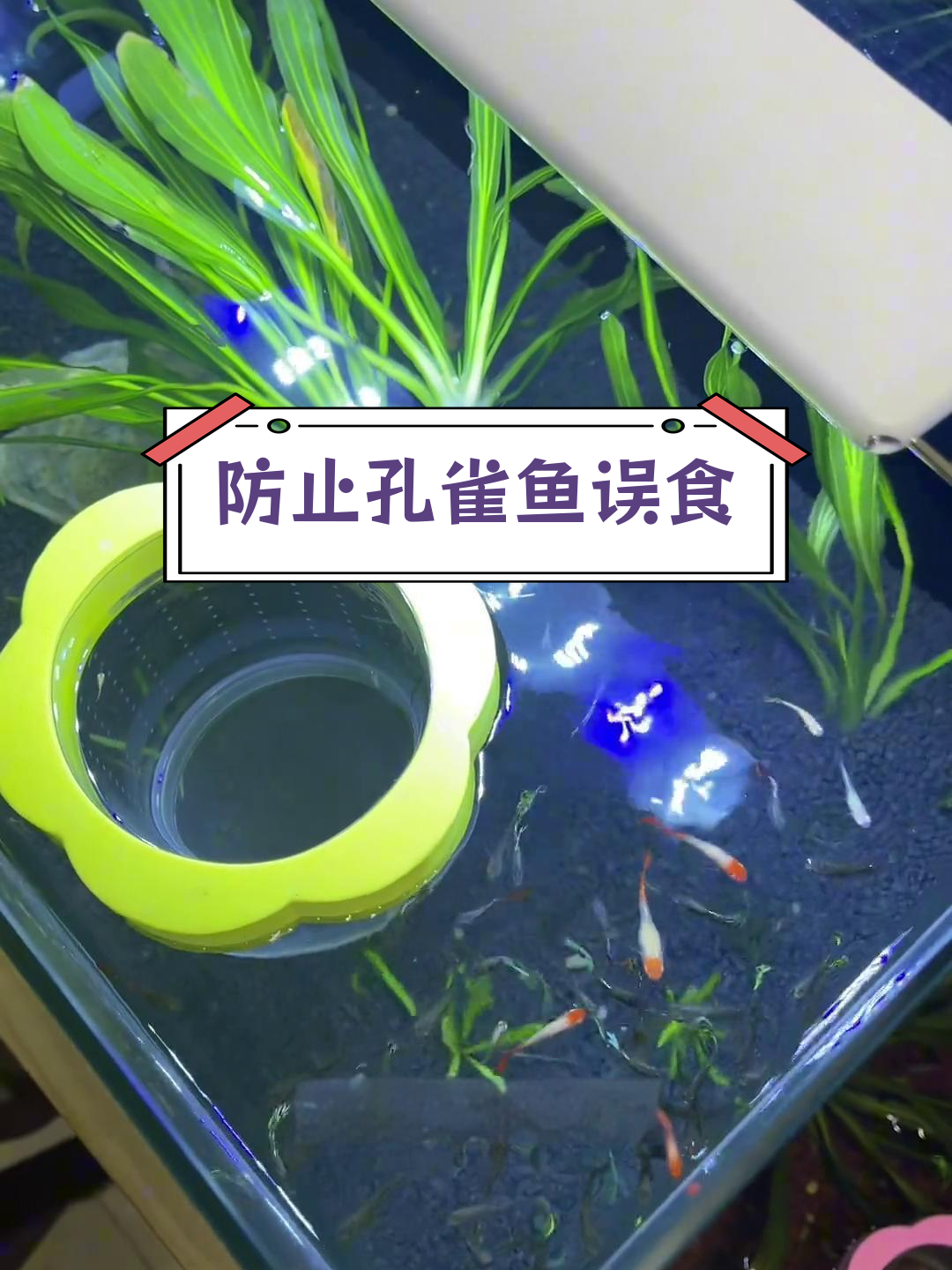 孔雀鱼混养误区,避免小鱼被吃