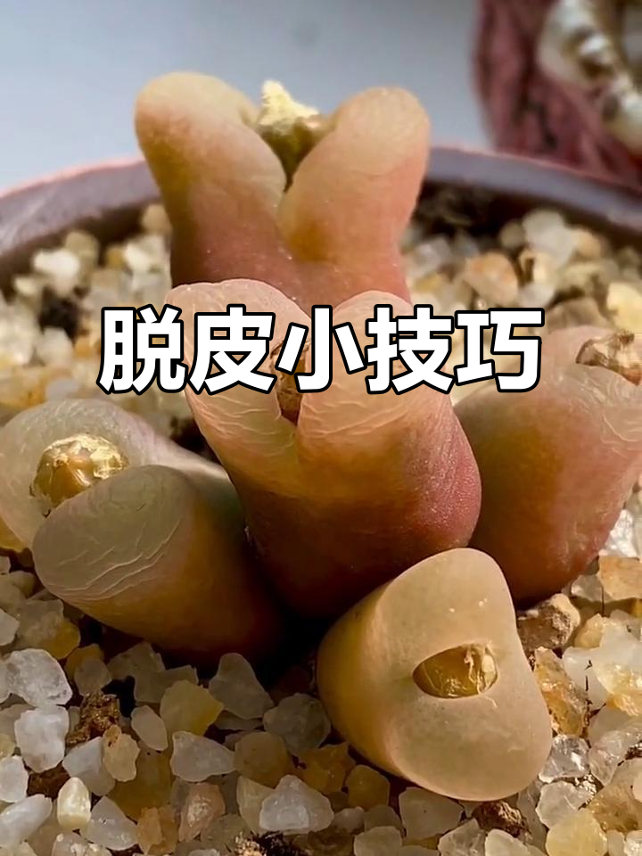 毛汉尼脱皮小心点,别像生石花一样剥得太狠