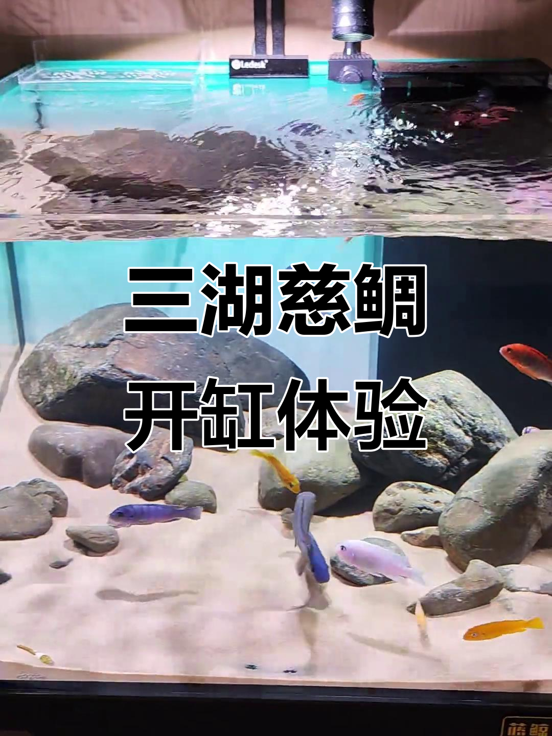 60方缸配岩栖,轻松打造三湖慈鲷家园