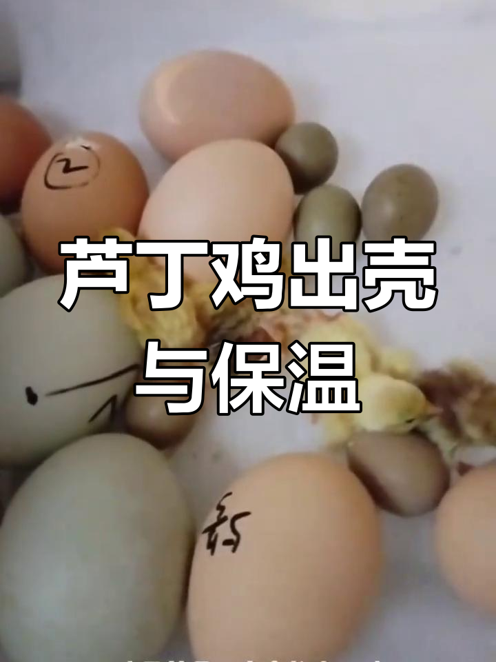小鸡小鸭孵化日常,温度调节与喂食全过程记录