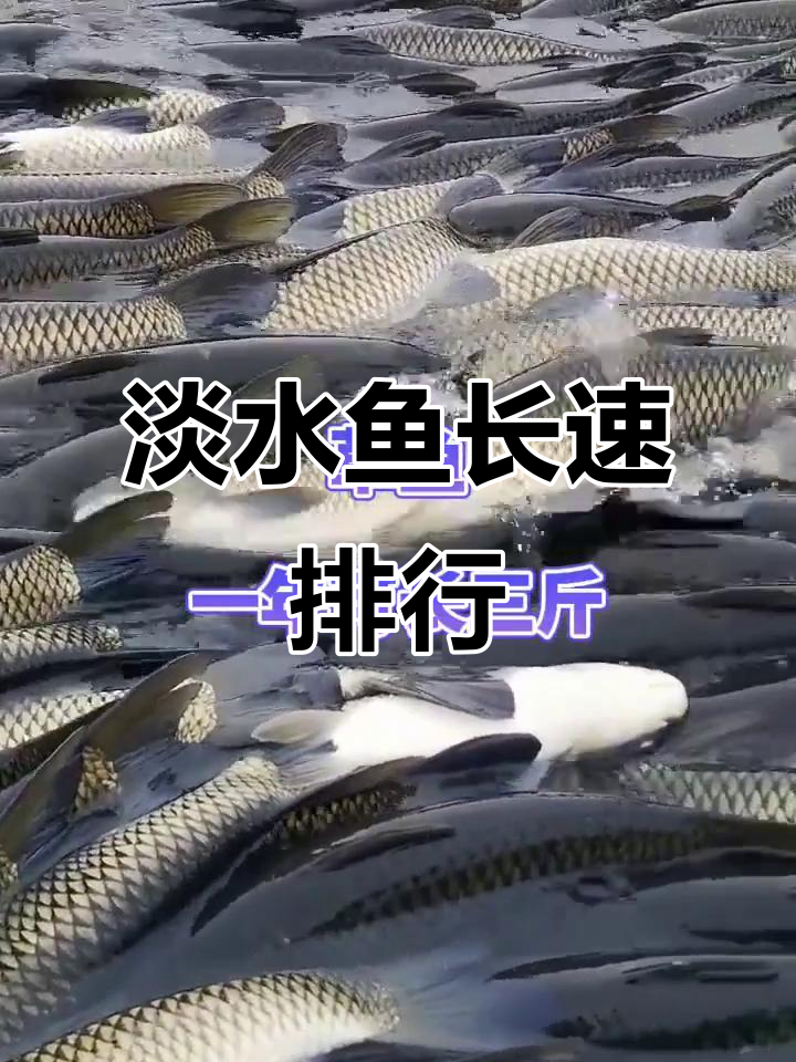 淡水鱼生长速度大揭秘:从鳊鱼到青鱼的年增长对比