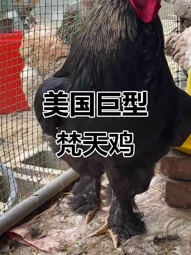 梵天鸡:体型堪比小孩,美国巨型公鸡揭秘