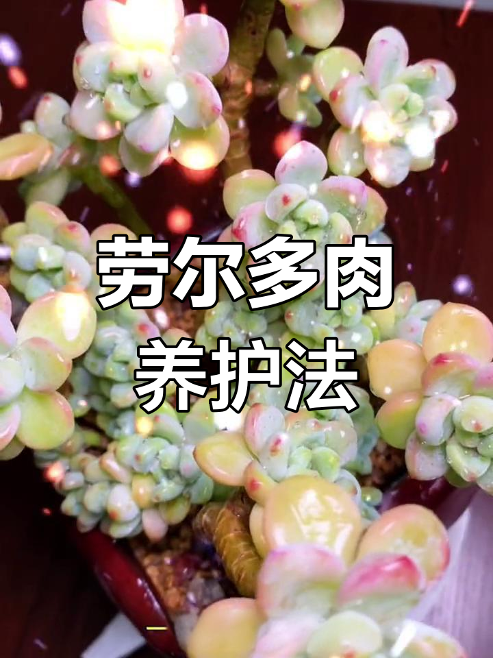 多肉劳尔养护技巧与注意事项