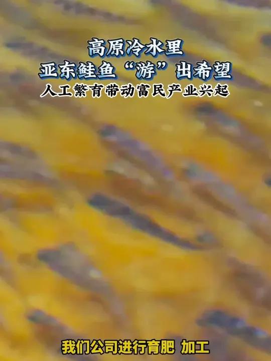 西藏二级保护动物亚东鲑鱼人工繁育获突破，亚东县带动 857 户参与，培养 25 名本土人才