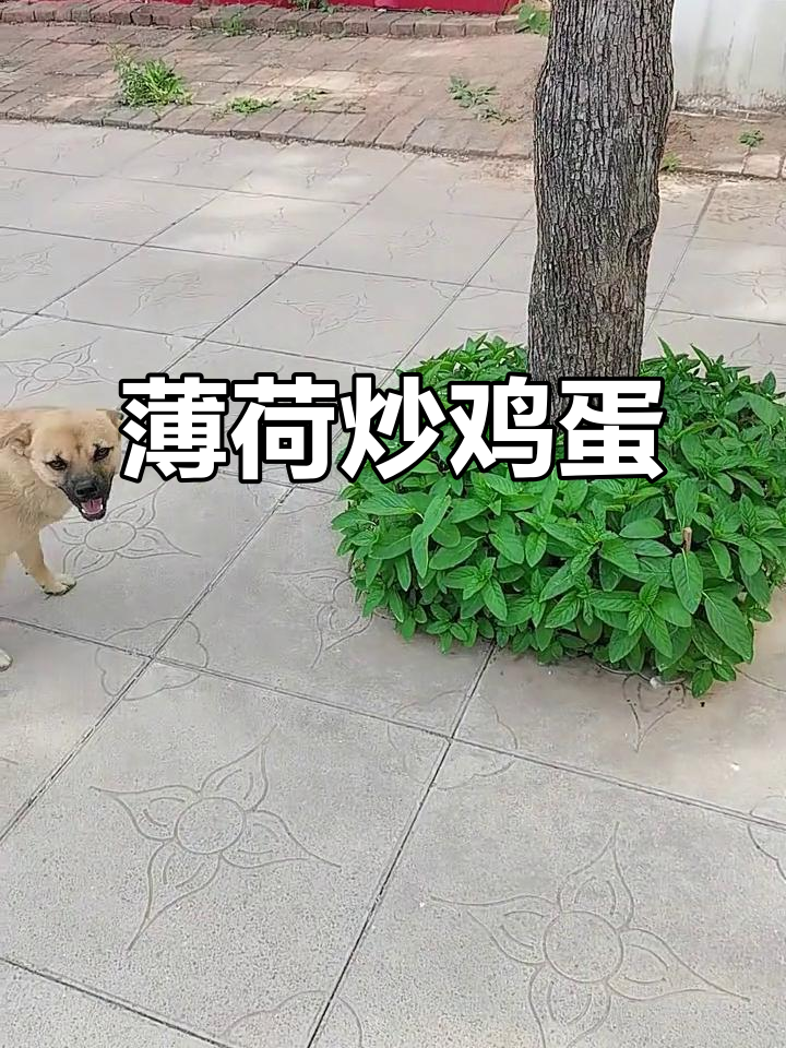 春天的薄荷炒鸡蛋,鲜香四溢让人停不下来