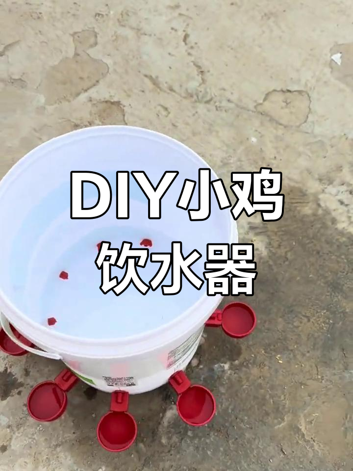 自制小鸡饮水器,简单又实用