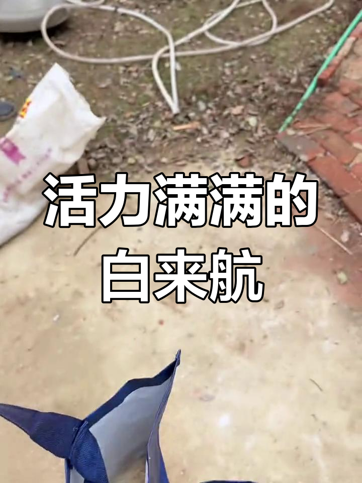 白来航精神焕发,母鸡们享受美味小虫子大餐!
