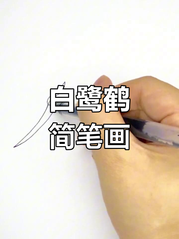 简笔画教程:画白鹭与鹤