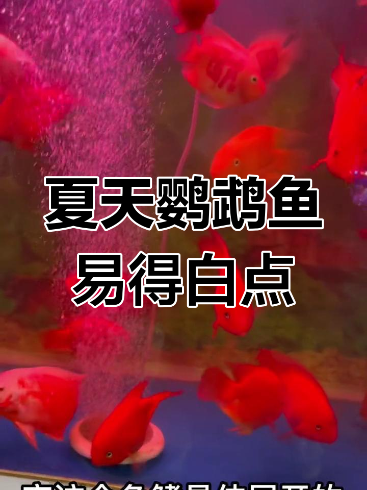 夏季鹦鹉鱼常见白点病解析