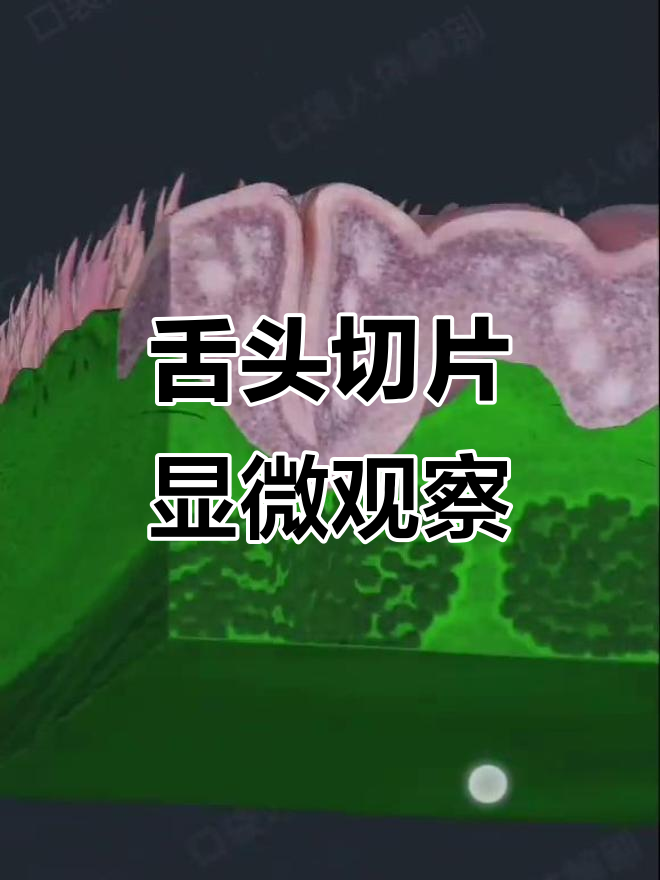 舌头的微观解剖:截面展示