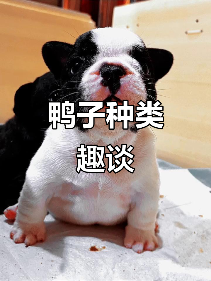 鸭子种类大揭秘:唐老鸭、扁嘴鸭,你最喜欢哪一种?