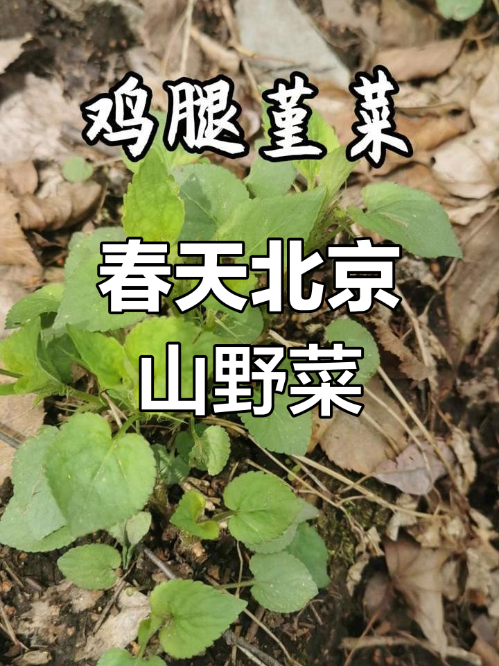 北京春季山野菜大揭秘,鸡腿芹菜、香椿等美味等你来尝