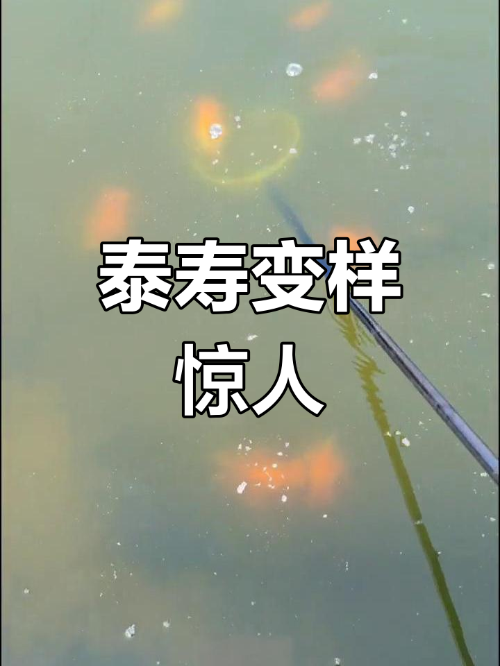 泰寿与蝶尾混养,竟然长成了国兽模样!