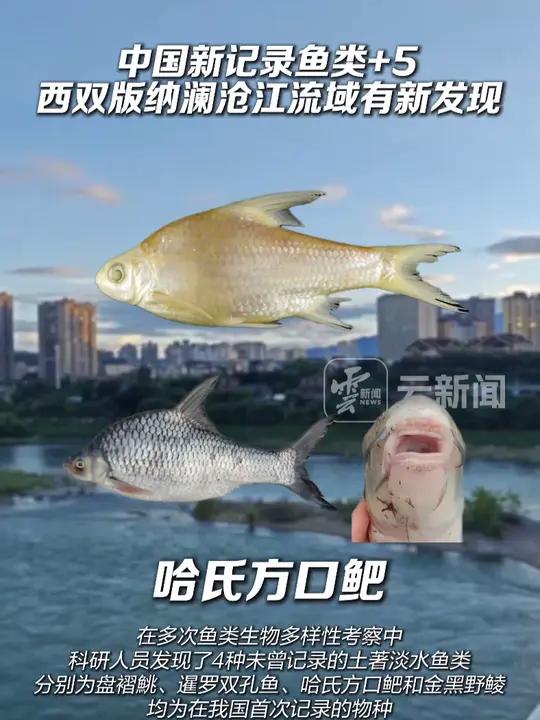 中国新记录鱼类+5,云南西双版纳澜沧江流域有新发现