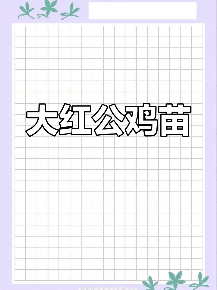 快大型梁凤花鸡苗，黄腿黑尾大公鸡，最大可长十三斤