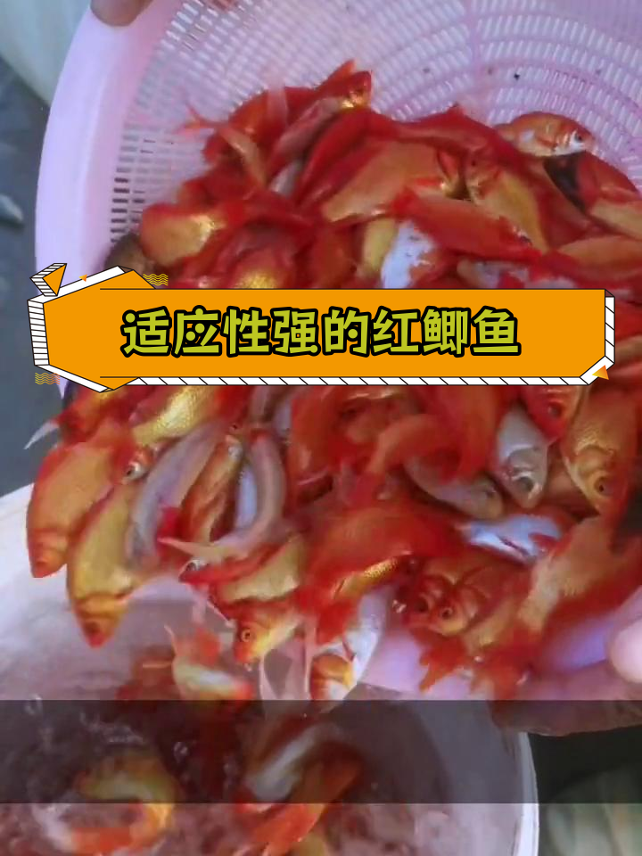 红鲫鱼:强健易养的观赏与食用鱼类