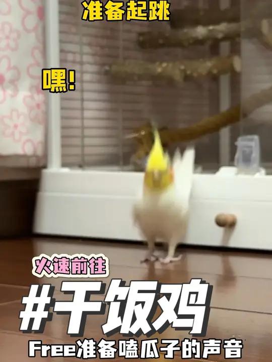 「可爱鼠了」慢点跑,都跑出表情包了～再高冷的小鸡都抵挡不住小瓜子的诱惑!手养鸟日常 萌宠 