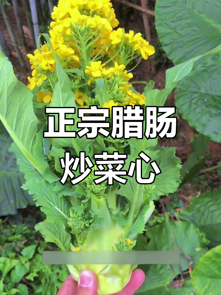 增城迟菜心,经典美味做法大揭秘