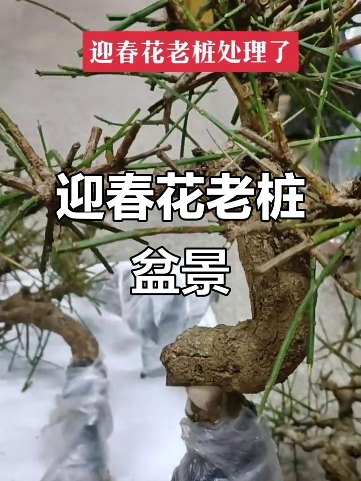 迎春花老桩盆景,造型独特,每一颗都精美无比