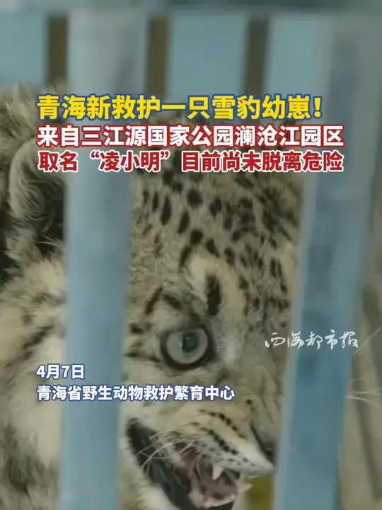 青海新救护一只雪豹幼崽！来自三江源国家公园澜沧江园区，取名“凌小明”，目前尚未脱离生命危险
