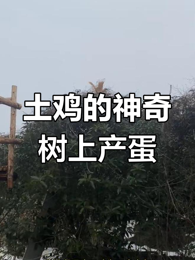 土鸡上树产蛋,竟然是为了这个原因!