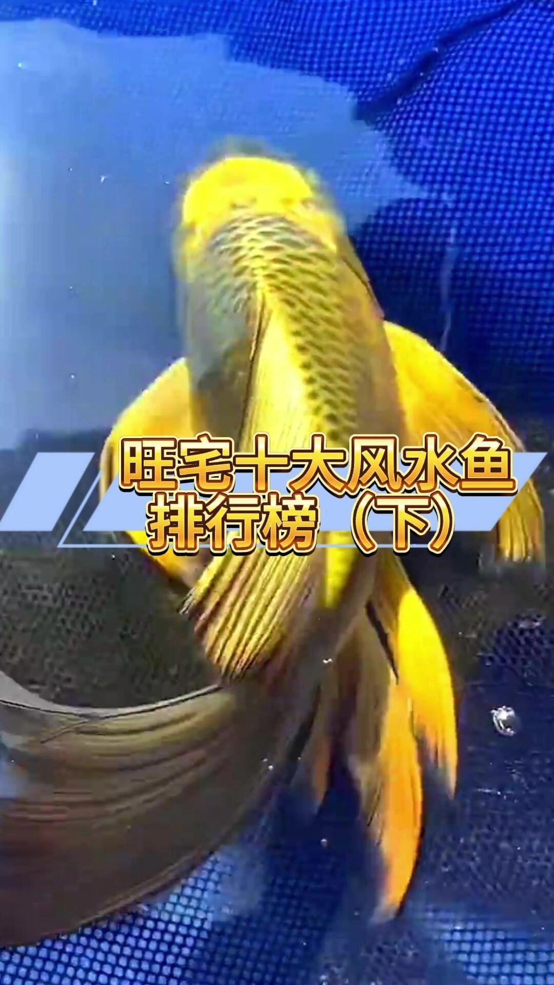 旺宅的十大风水鱼(下集)万万没想到第一名