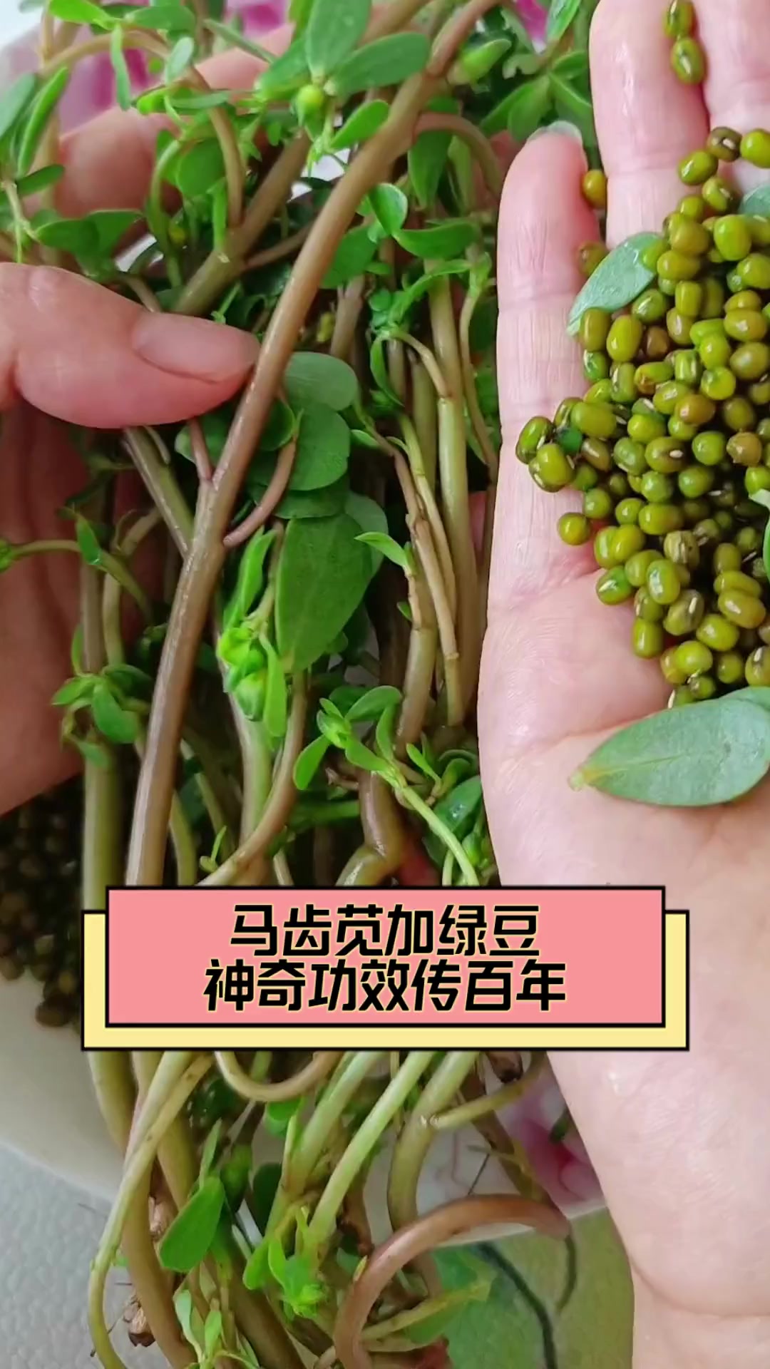马齿苋加绿豆,神奇功效传百年