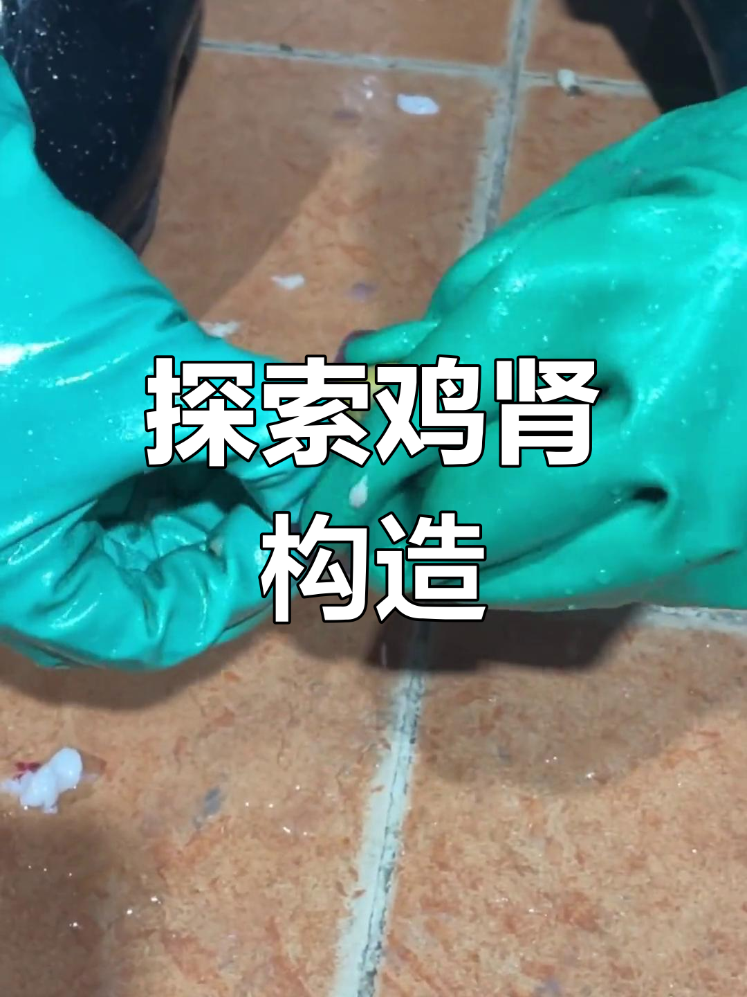 鸡肾的内部结构揭秘
