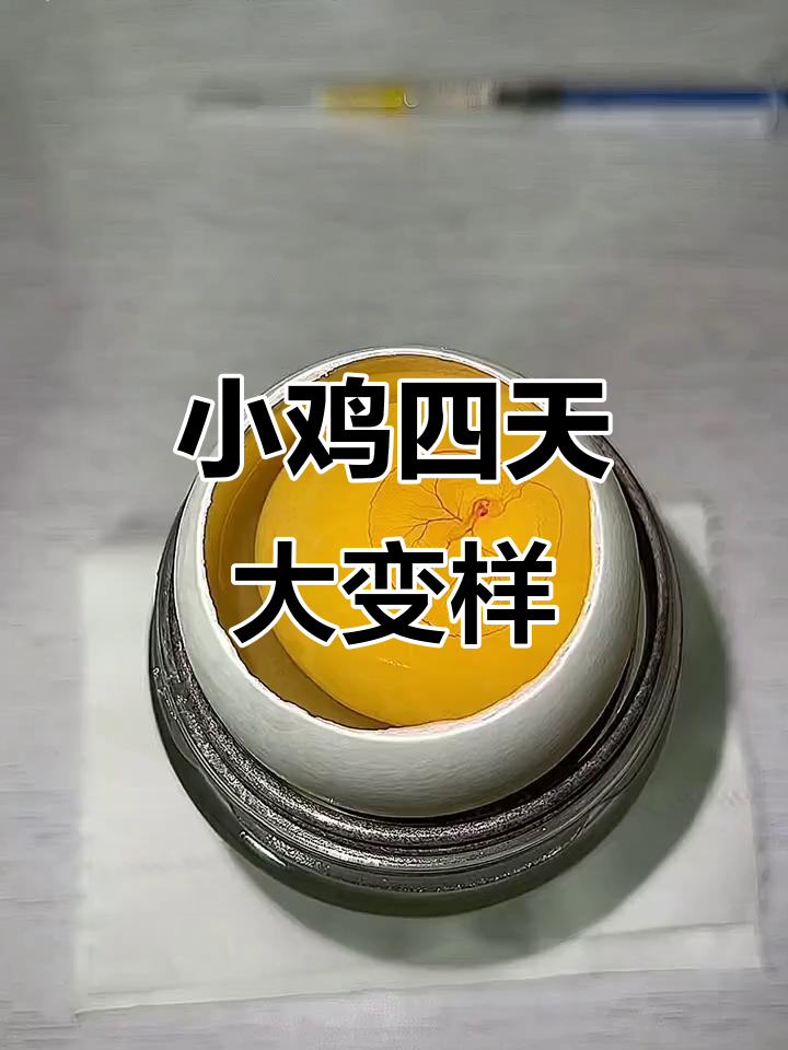鸭蛋壳里的小鸡孵化,第四天变化惊人