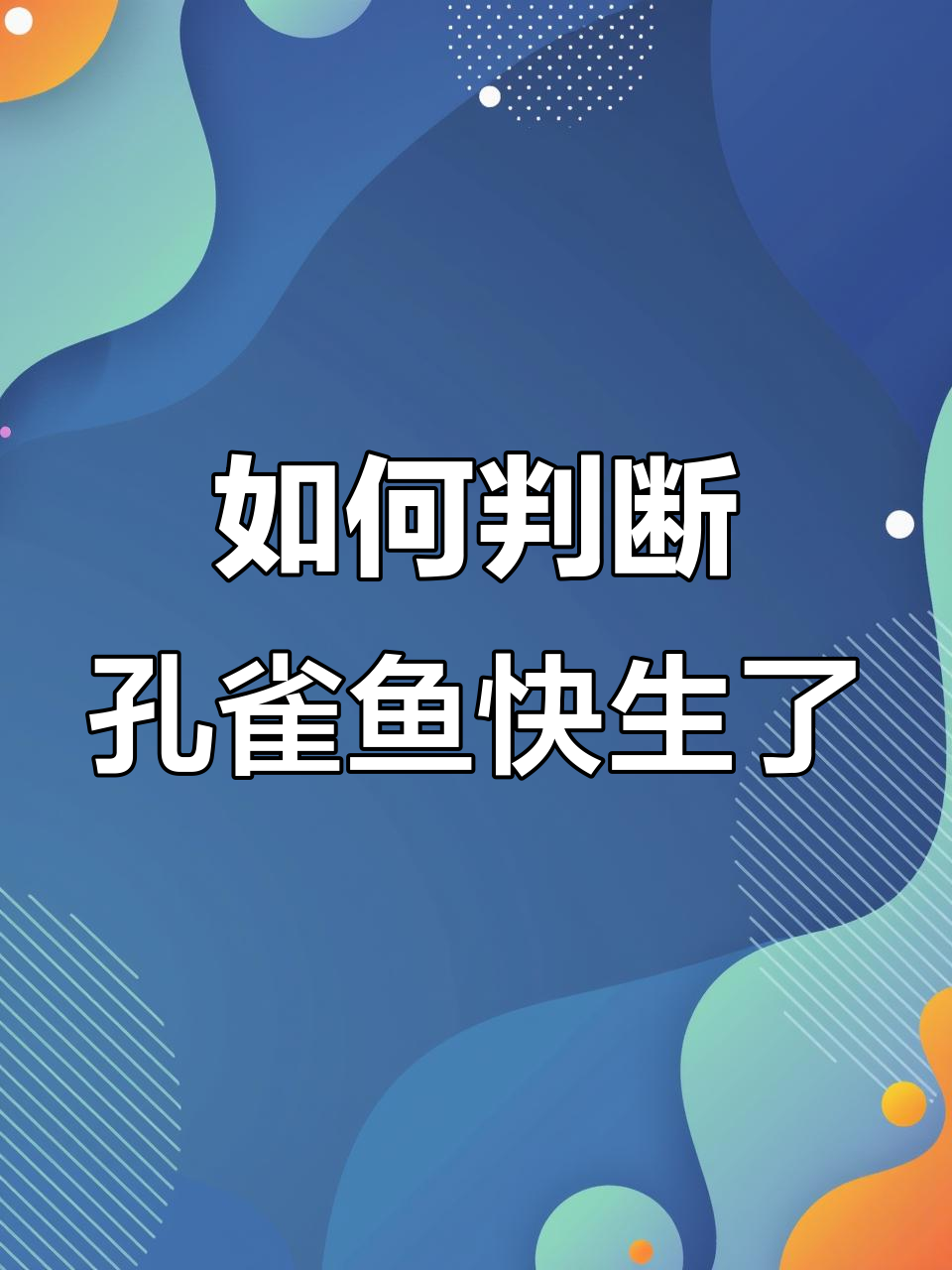孔雀鱼生产前的六大征兆，快来看看吧！
