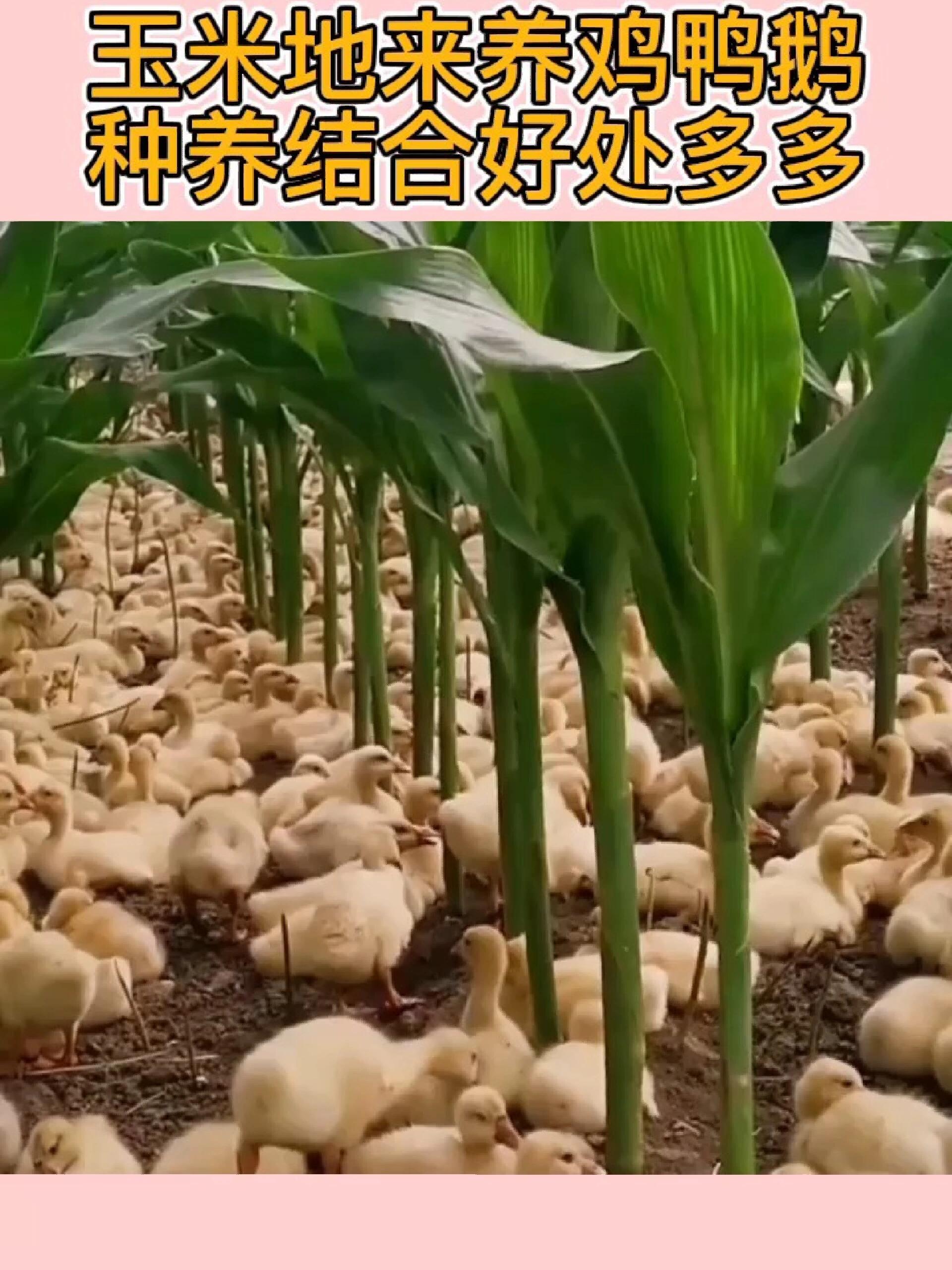 玉米地来养鸡鸭鹅,种养结合好处多多