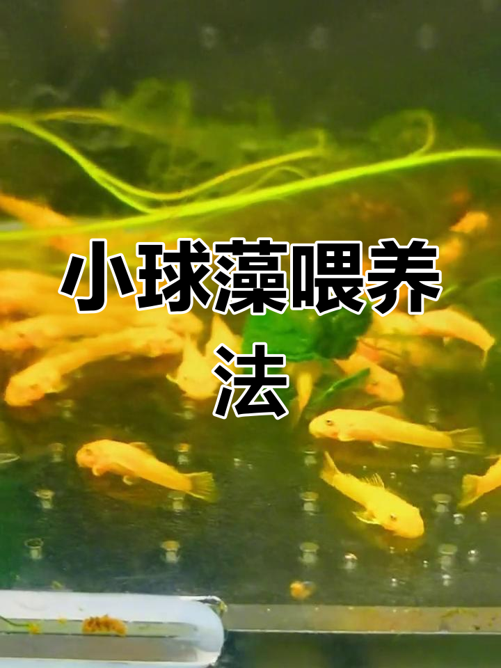 黄金大胡子鱼苗喂食技巧