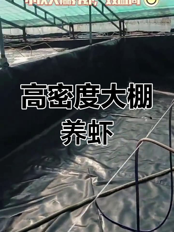 大棚养虾新模式,三个月赚高收益