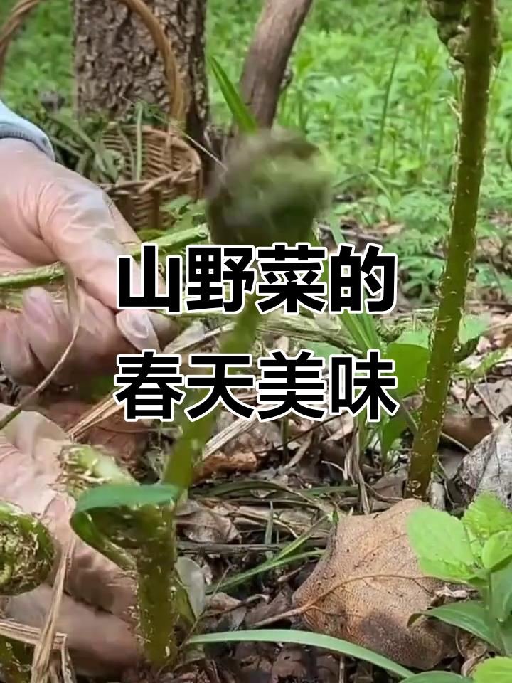 东北春季山野菜大丰收，猴子腿和水蕨菜最受欢迎